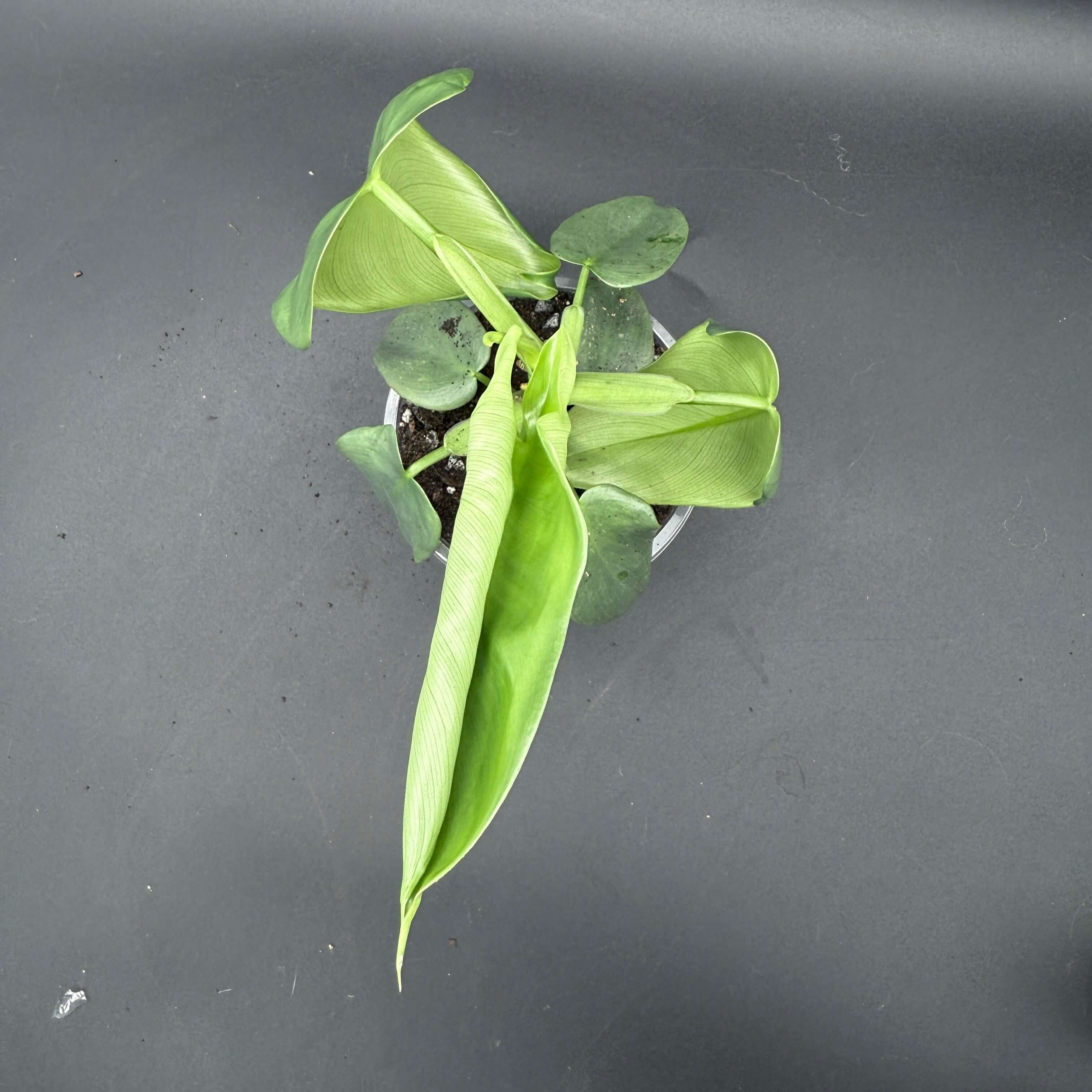 Philodendron bipennifolium 'Violin' plant with glossy violin-shaped green leaves showcasing unique lobes, top view.