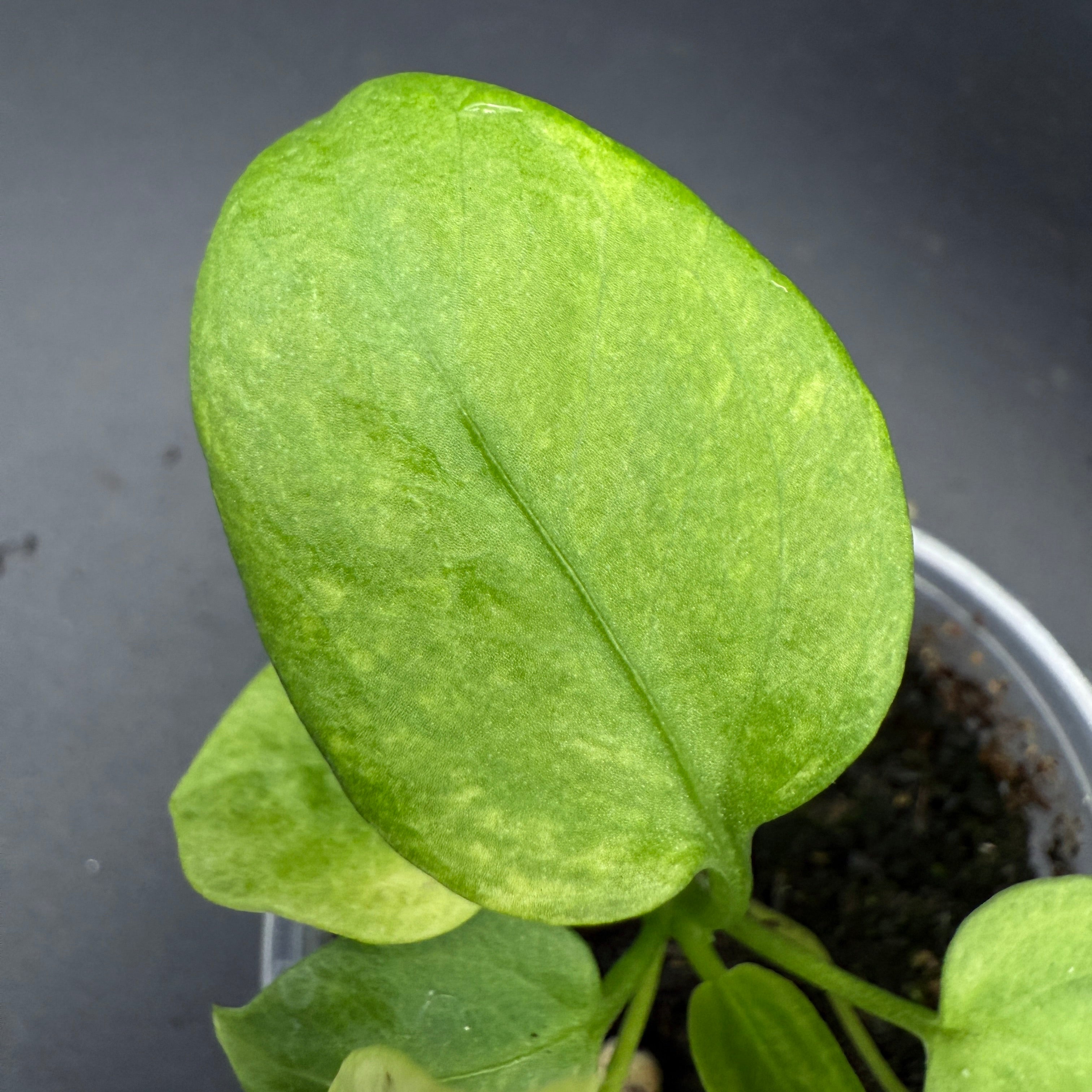 Anthurium Vitterafolium Variegated plant with vibrant green and white variegated leaves in a pot against a dark background.