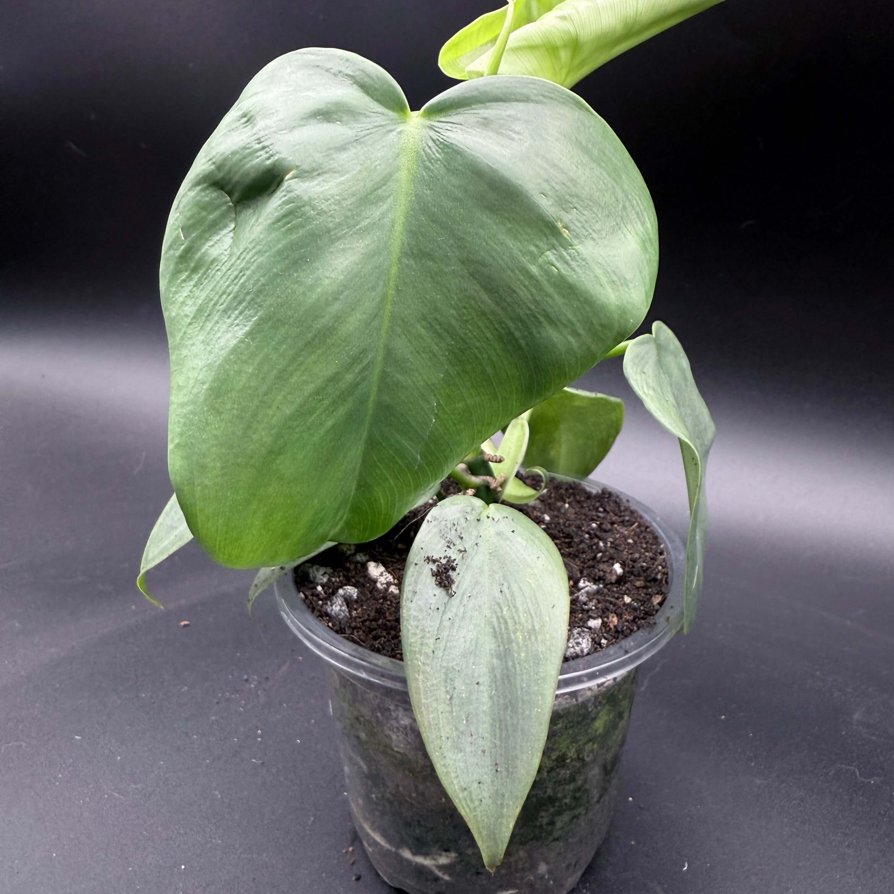 Philodendron bipennifolium 'Violin' plant in a pot with violin-shaped glossy green leaves on a dark background.