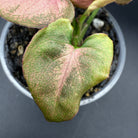 Syngonium podophyllum ‘Red Spot Tricolor’ showing green, cream, and blush-pink variegated foliage in a pot.