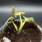 Young Philodendron melanochrysum plant with deep green velvety leaves and golden undertones growing in a pot.