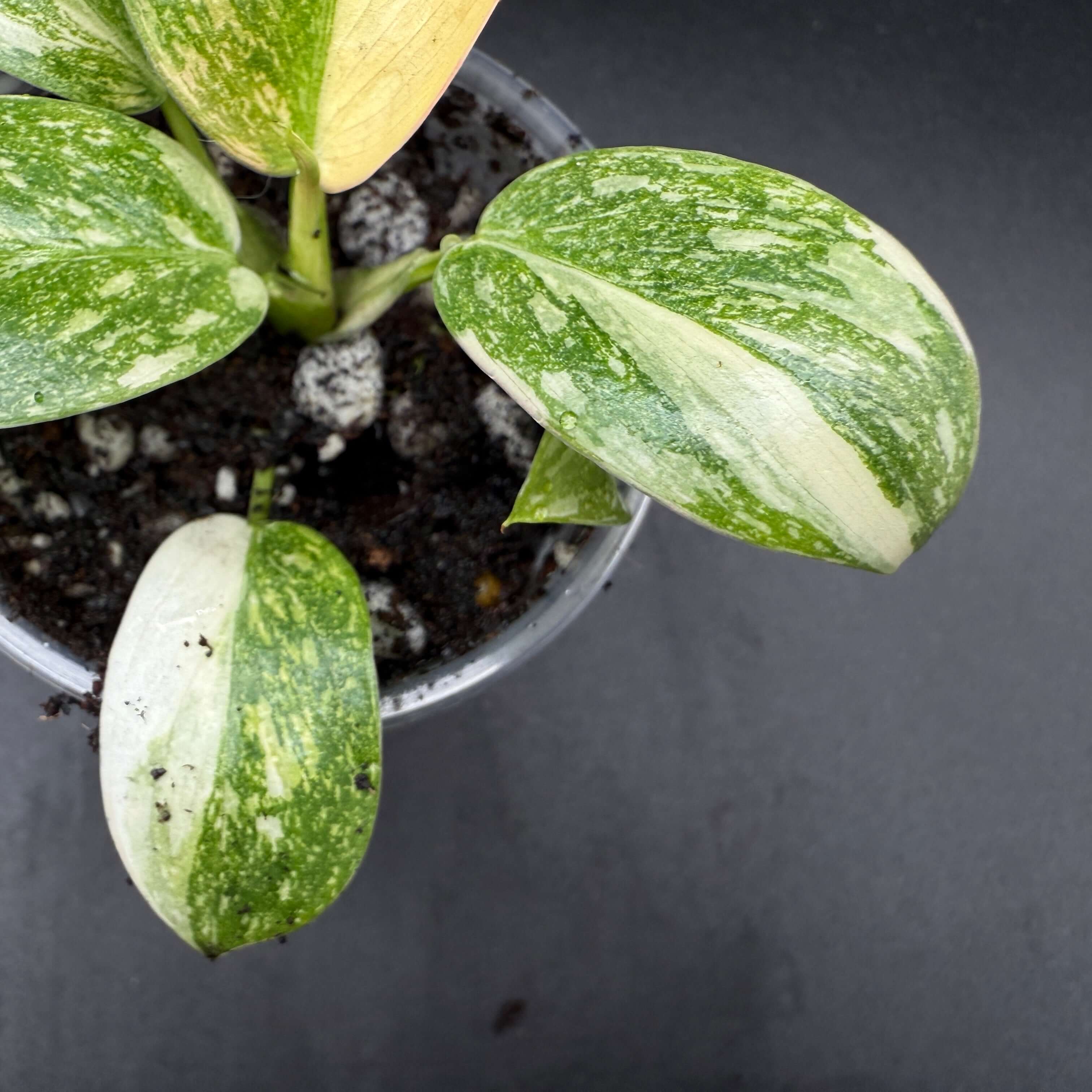 Philodendron 'Green Congo' Variegated with green and white foliage in a pot, ideal for indoor gardens.