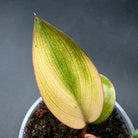 Close-up of Philodendron 'Yellow Congo Mint' leaf with green and yellow variegation in a pot.