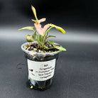 Syngonium podophyllum ‘Red Spot Tricolor’ Variegated plant in a pot with green, cream, and blush-pink leaves against black background.