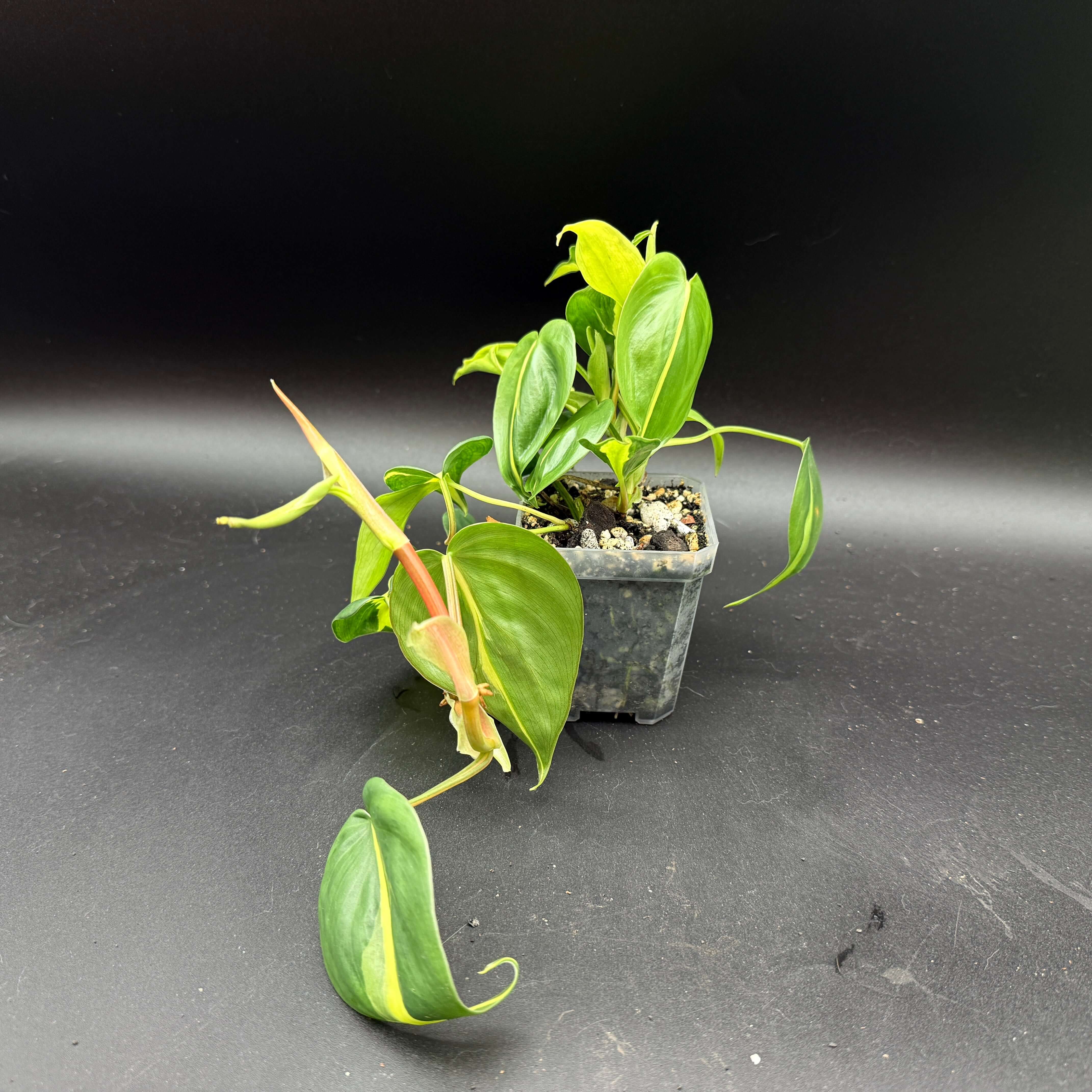 Philodendron hederaceum 'Brasil' plant in a pot with vibrant green and yellow variegated leaves, ideal for indoor gardens.