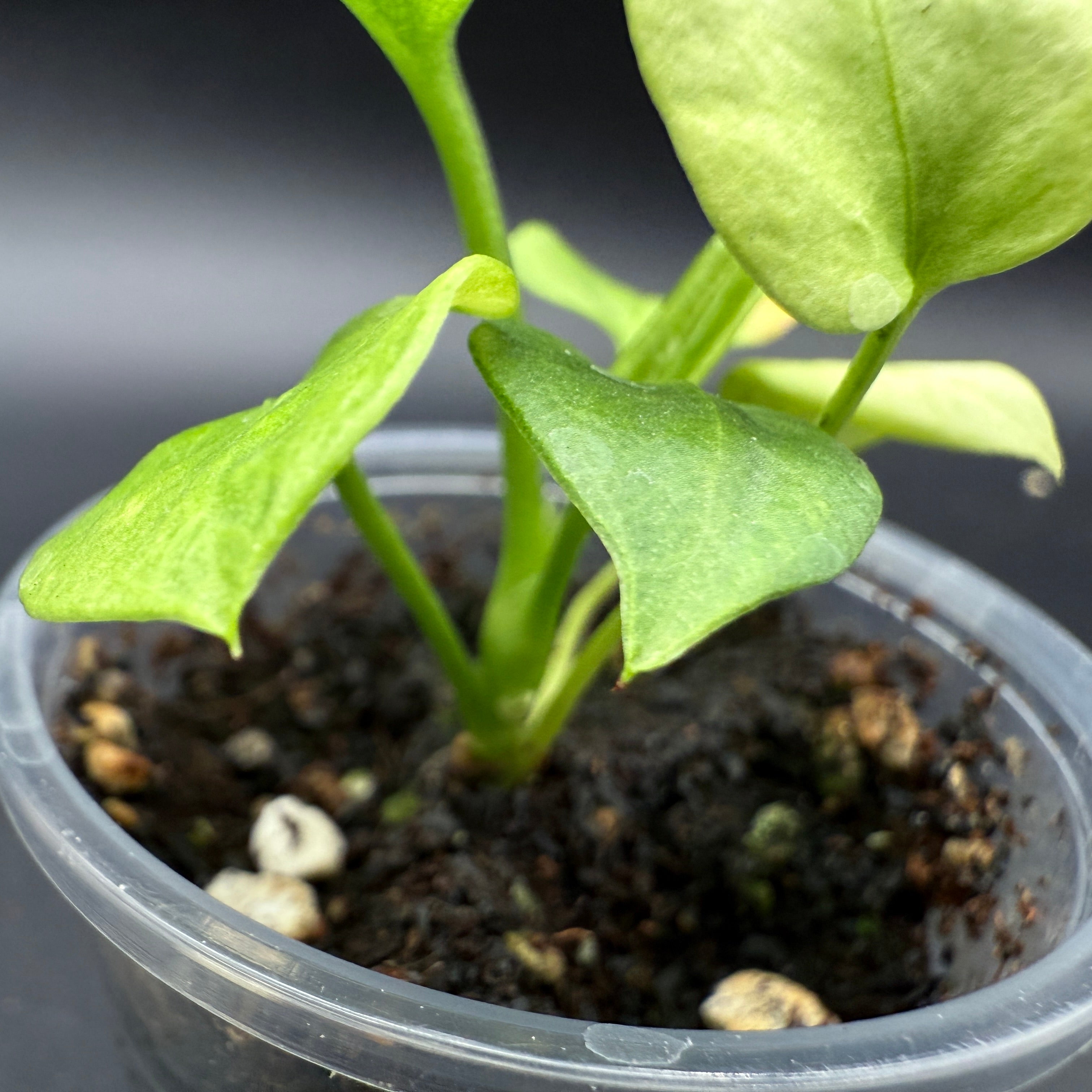 Close-up of Anthurium Vitterafolium Variegated plant showing vibrant green and white variegated leaves in a small plastic pot.