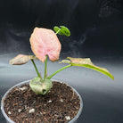 Syngonium podophyllum 'Red Spot Tricolor' variegated plant with pink, green, and cream leaves in a pot, showcasing vivid patterns.