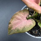 Close-up of Syngonium podophyllum ‘Red Spot Tricolor’ leaf with green, cream, and blush-pink variegation.