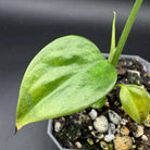 Close-up of Monstera deliciosa var. sierrana leaf with fenestrations, showcasing lush greenery in a pot on a dark background.