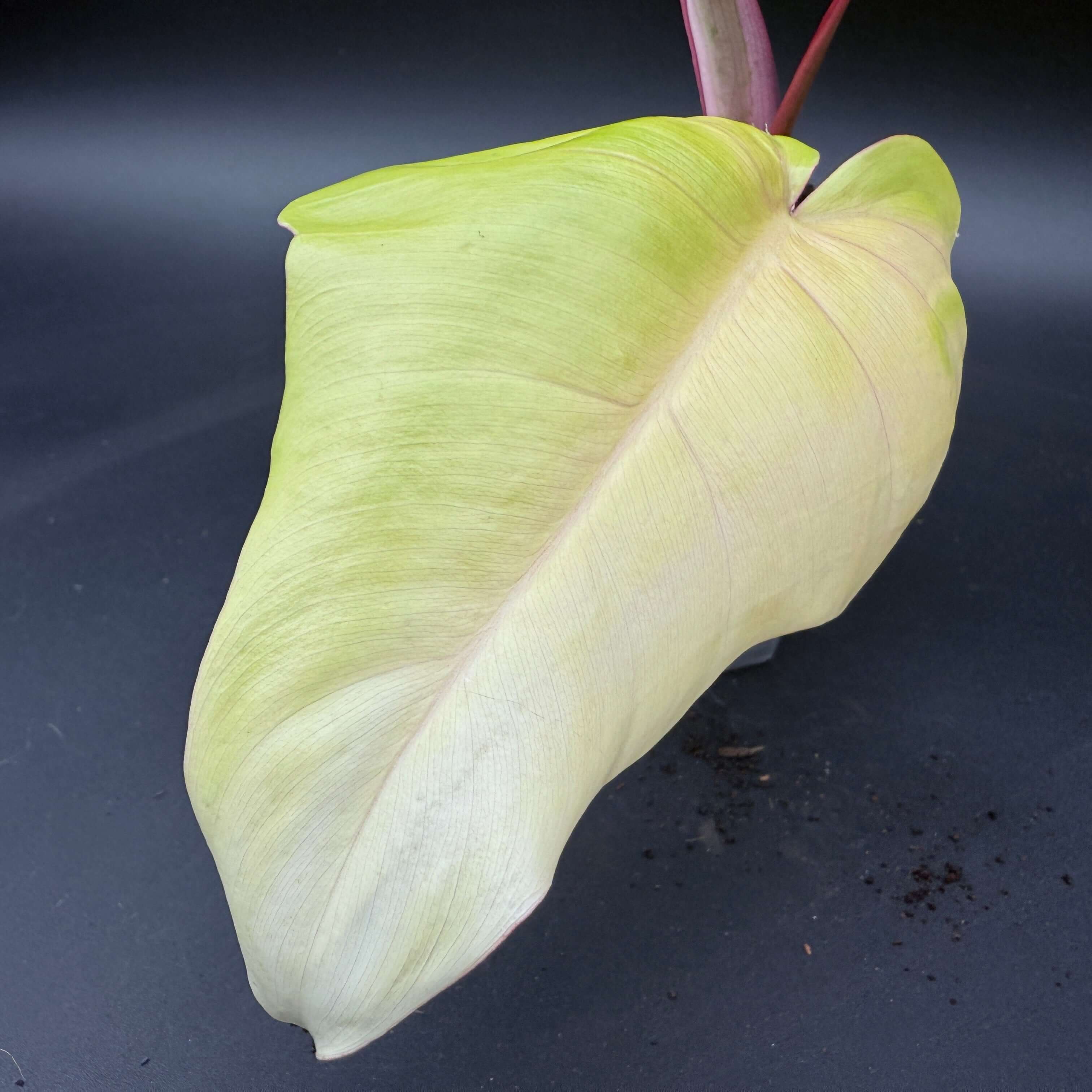 Close-up of a Philodendron Florida Beauty x Mayoi leaf with green and white variegation on a dark background.