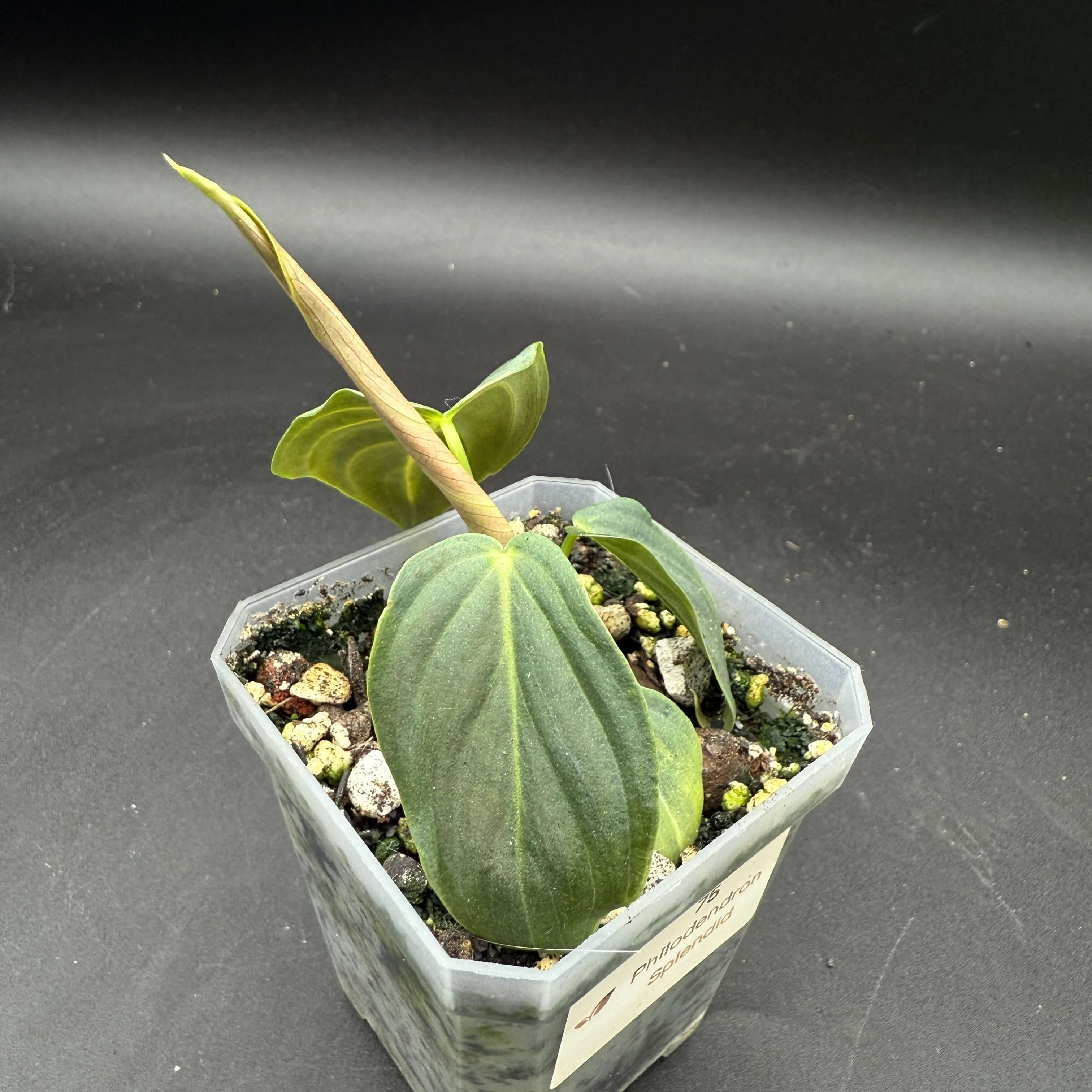 Philodendron 'Splendid' with emerald, velvety leaves and bright veins growing in a pot, ideal for indoor plant enthusiasts.