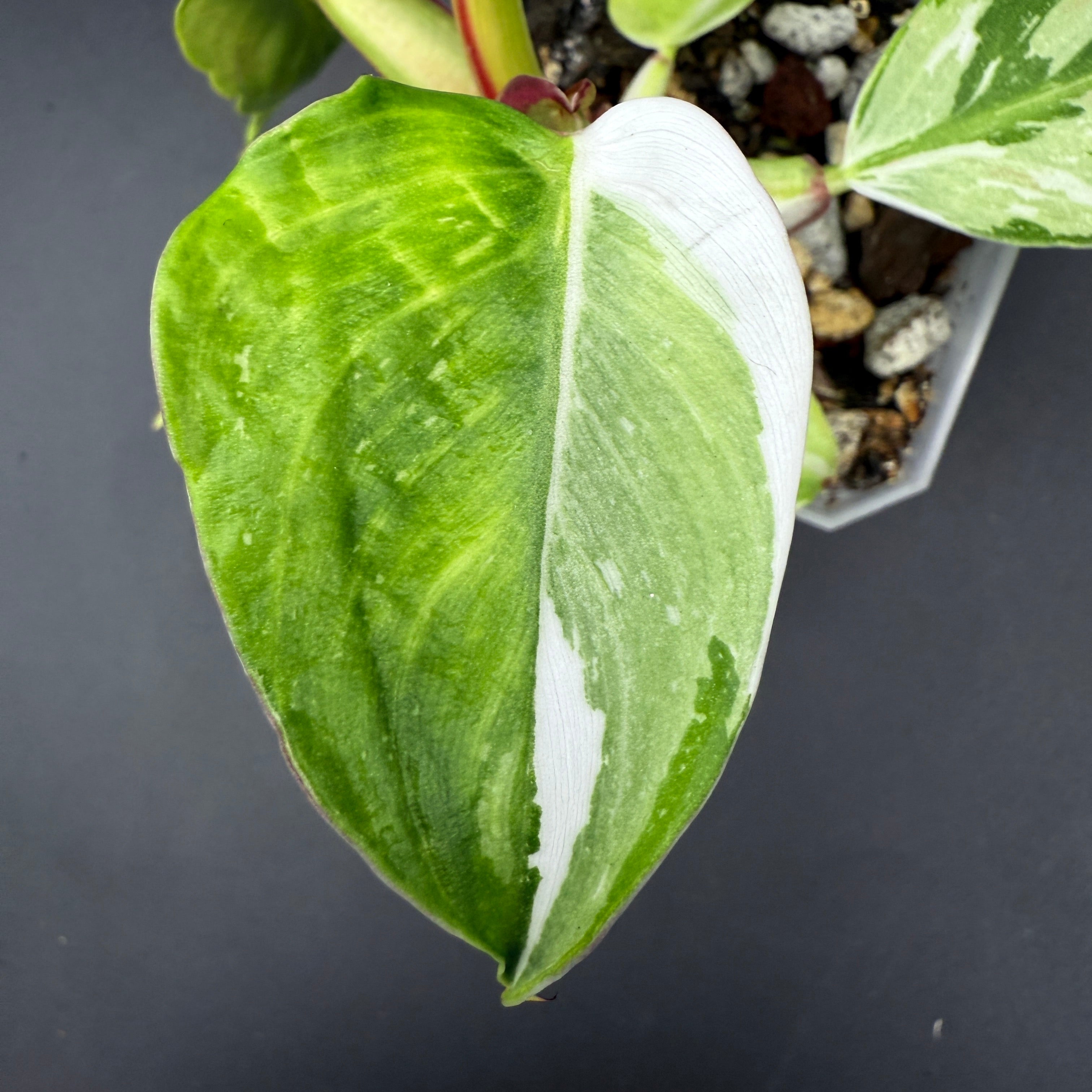 Philodendron White Princess with white variegation and glossy green leaves in a tabletop pot.