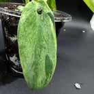 Variegated leaf of Philodendron longilobatum 'Lelano Miyano' with green and cream patterns in a pot.