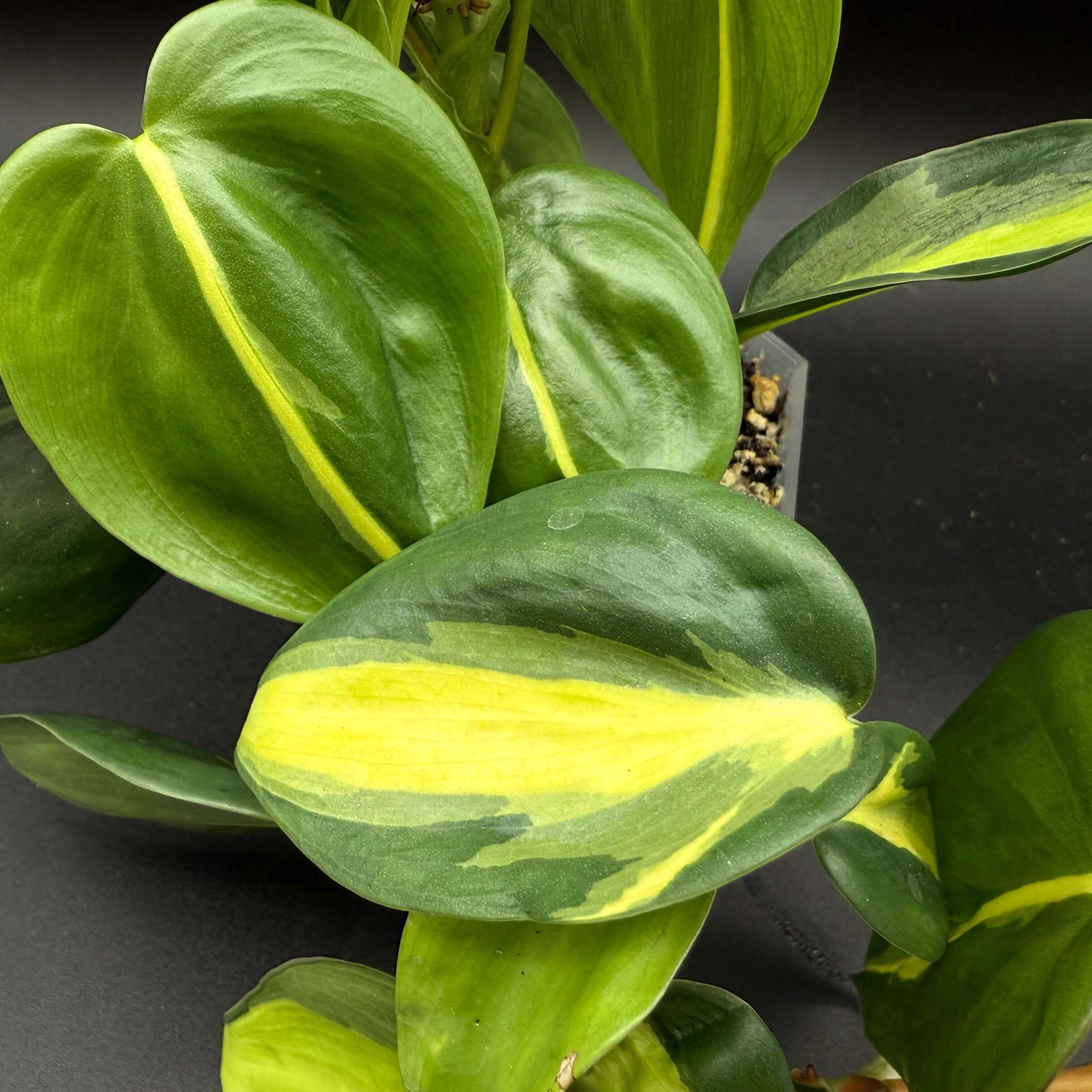 Philodendron hederaceum 'Brasil' with vibrant variegated leaves showing striking yellow and green patterns.