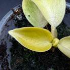 Close-up of variegated Philodendron 'Moonlight' leaf with vibrant lime green and creamy white colors in a pot.