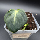 Philodendron melanochrysum plant with velvety dark green leaves in a pot, displaying its unique golden undertones.