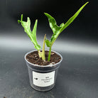 Philodendron Tortum plant in a pot with unique twisted stems and lush foliage, recovering from underwatering, against a black background.