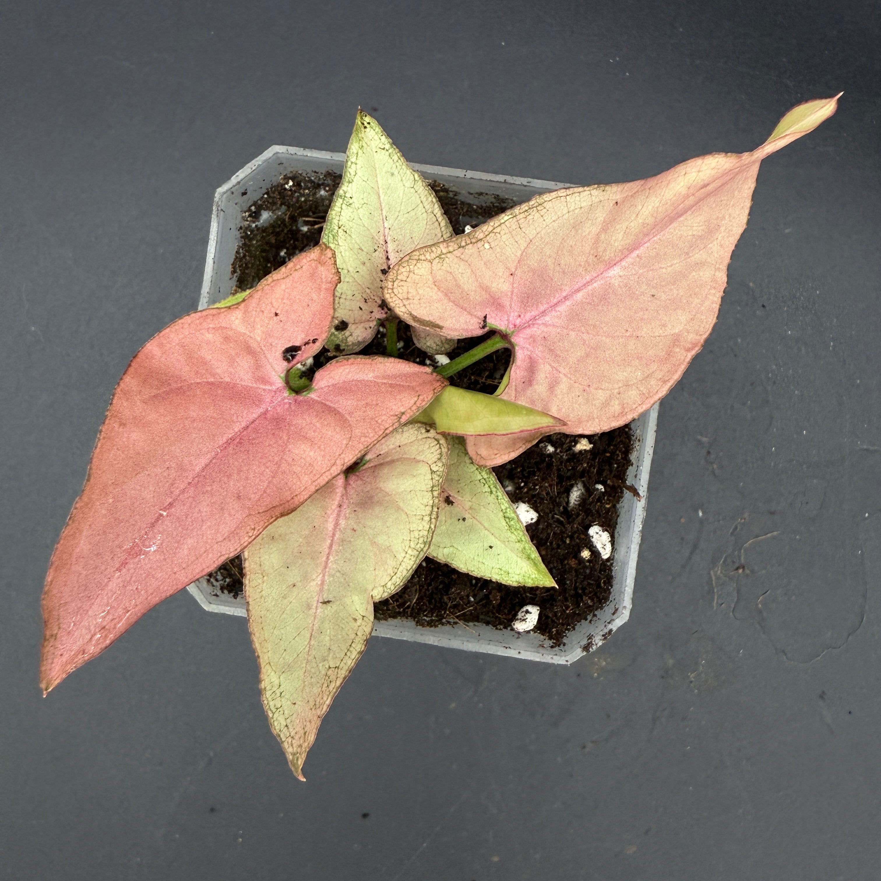 Syngonium podophyllum ‘Red Spot Tricolor’ Variegated plant in pot, showcasing vibrant green, cream, and pink foliage patterns.