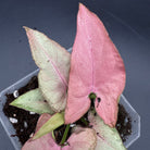 Syngonium podophyllum ‘Red Spot Tricolor’ Variegated with pink, cream, and green arrow-shaped leaves in a pot.