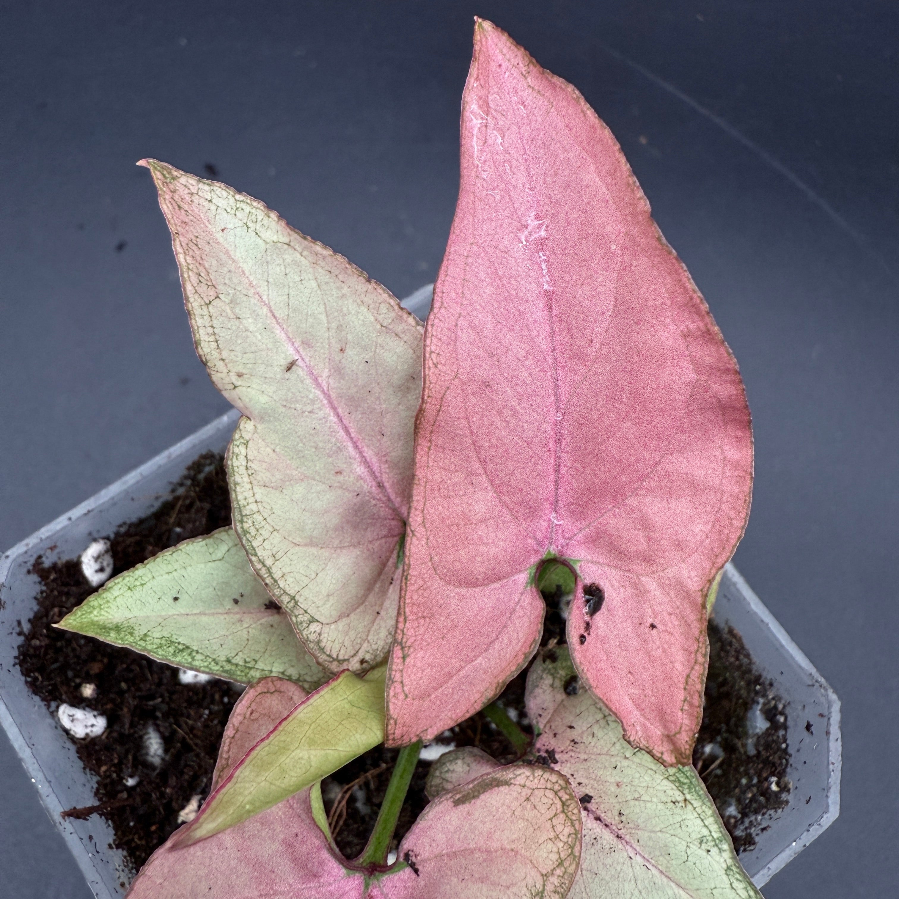 Syngonium podophyllum ‘Red Spot Tricolor’ Variegated with pink, cream, and green arrow-shaped leaves in a pot.