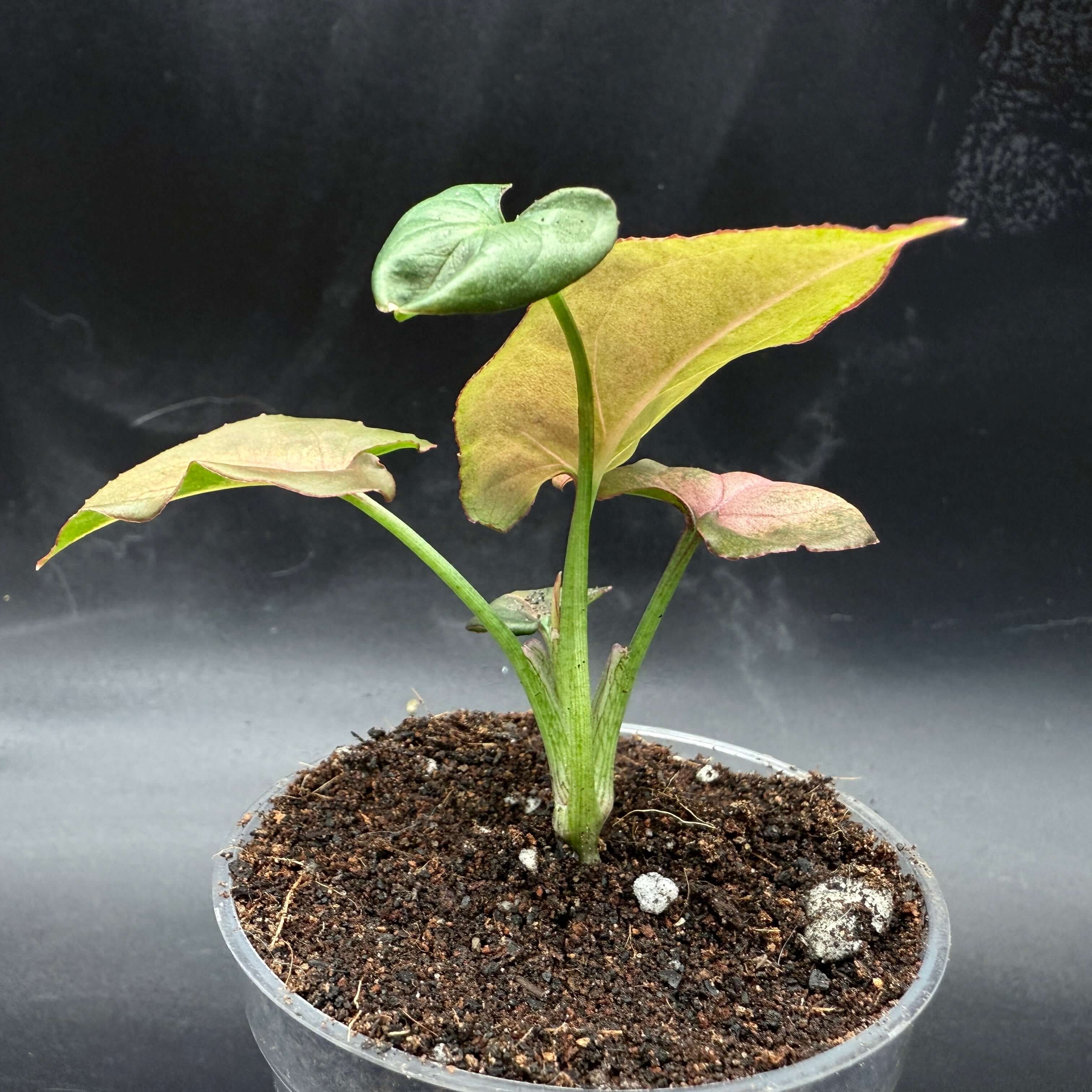 Syngonium podophyllum 'Red Spot Tricolor' Variegated plant with colorful foliage in pot