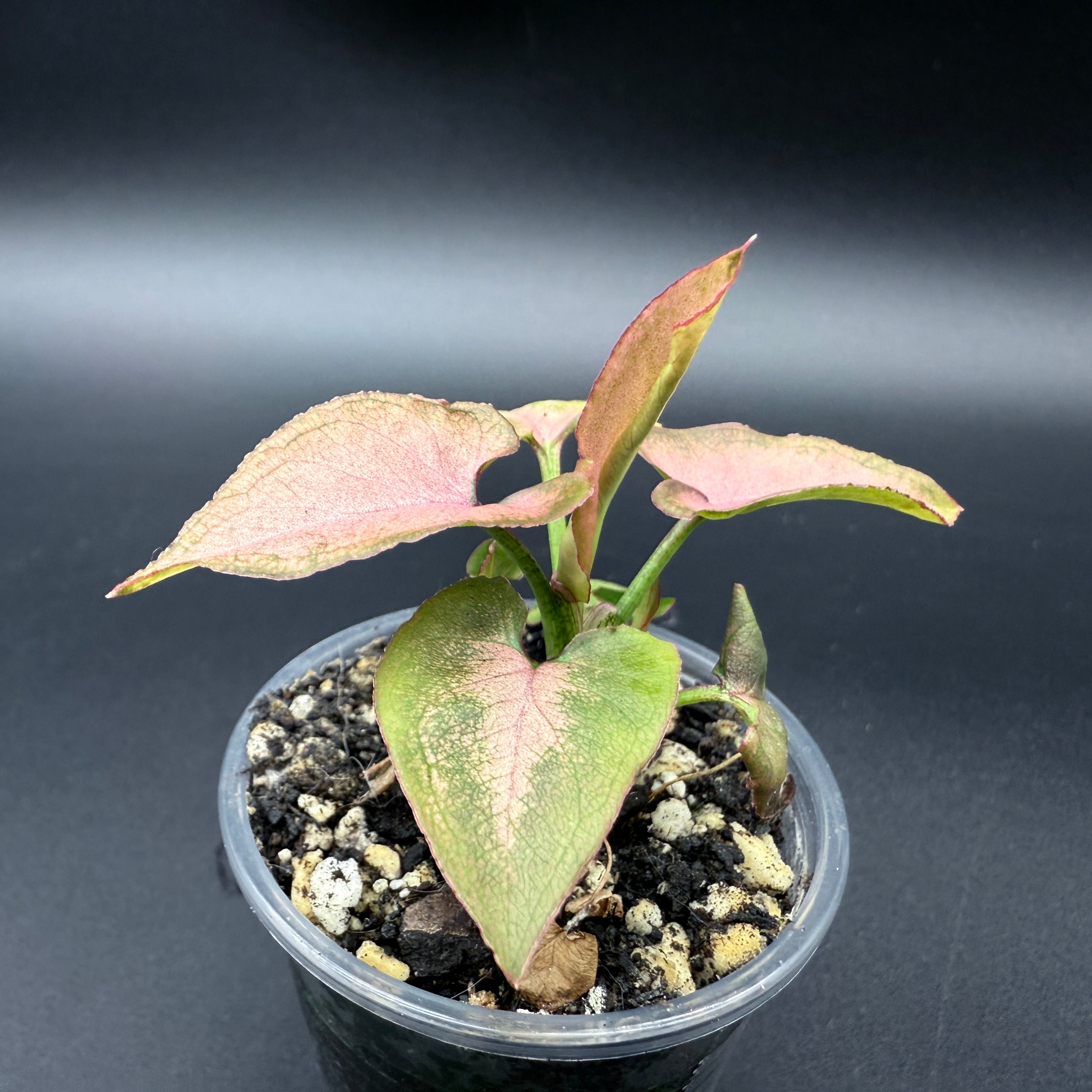 Syngonium podophyllum ‘Red Spot Tricolor’ Variegated plant with green, cream, and blush-pink leaves in a small pot against a dark background.