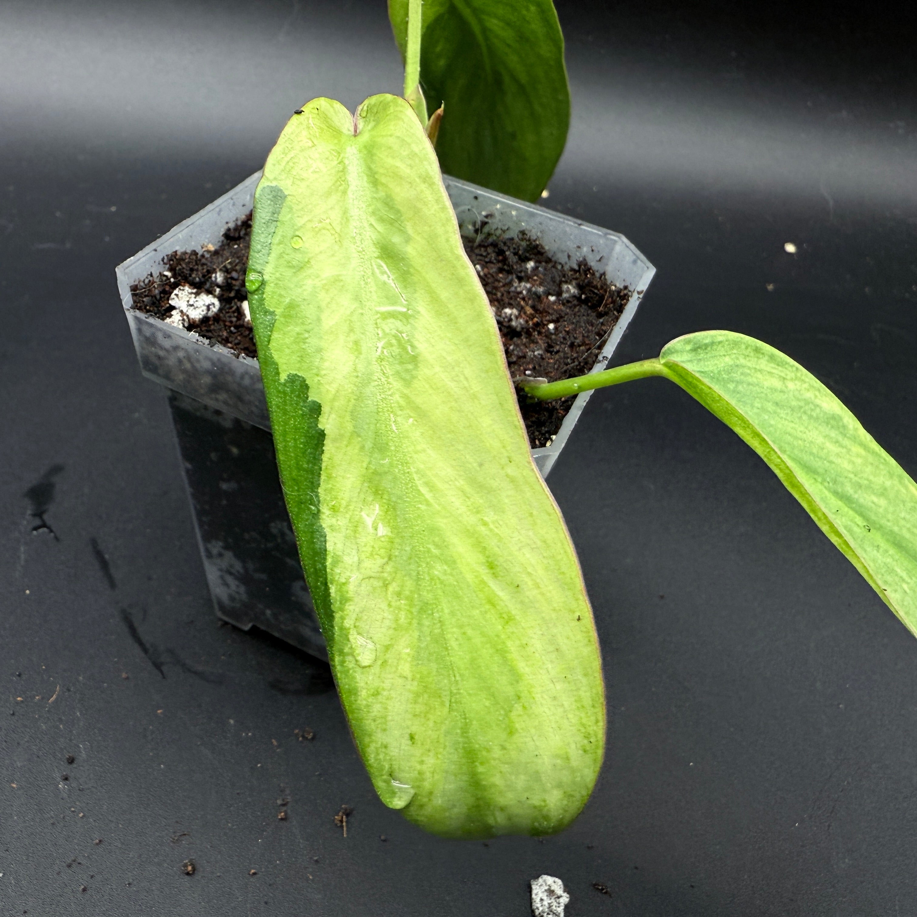 Philodendron longilobatum 'Lelano Miyano' Variegated in pot showcasing its unique variegated elongated leaf pattern.