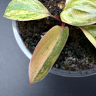 Variegated leaf of Philodendron 'Red Congo' with green, burgundy, and creamy white colors in a pot.