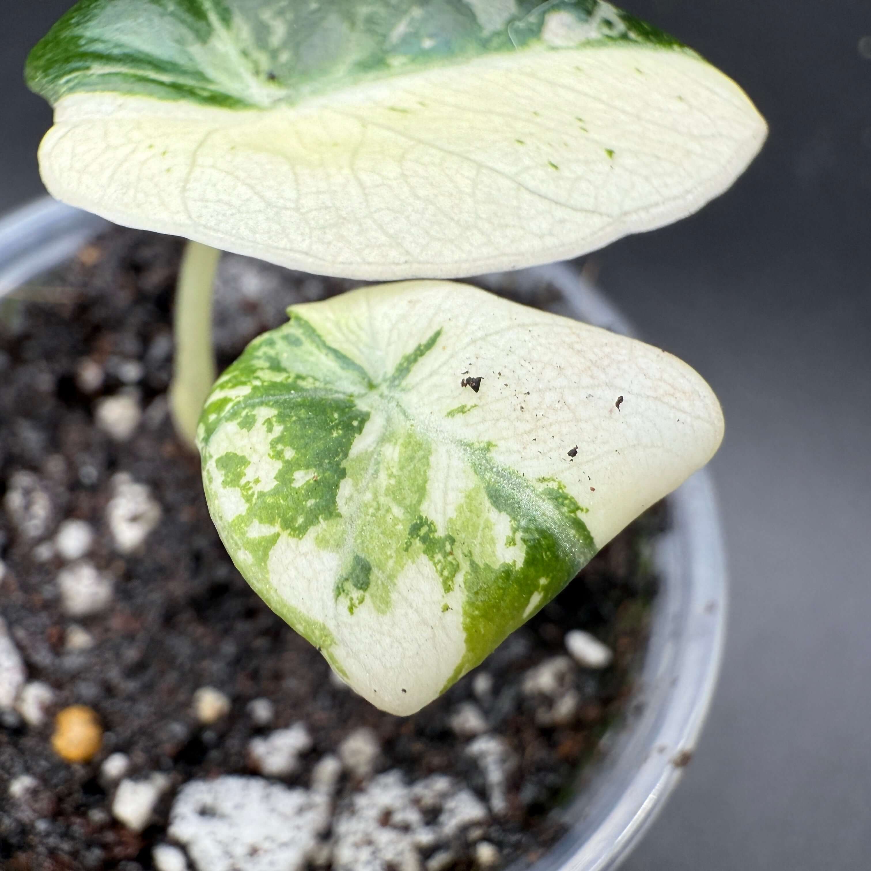 Variegated Alocasia plant with green and white leaves in a pot, showcasing unique marble patterning.