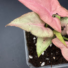 Syngonium podophyllum 'Red Spot Tricolor’ Variegated showcasing vibrant green, cream, and blush-pink leaves in a pot.
