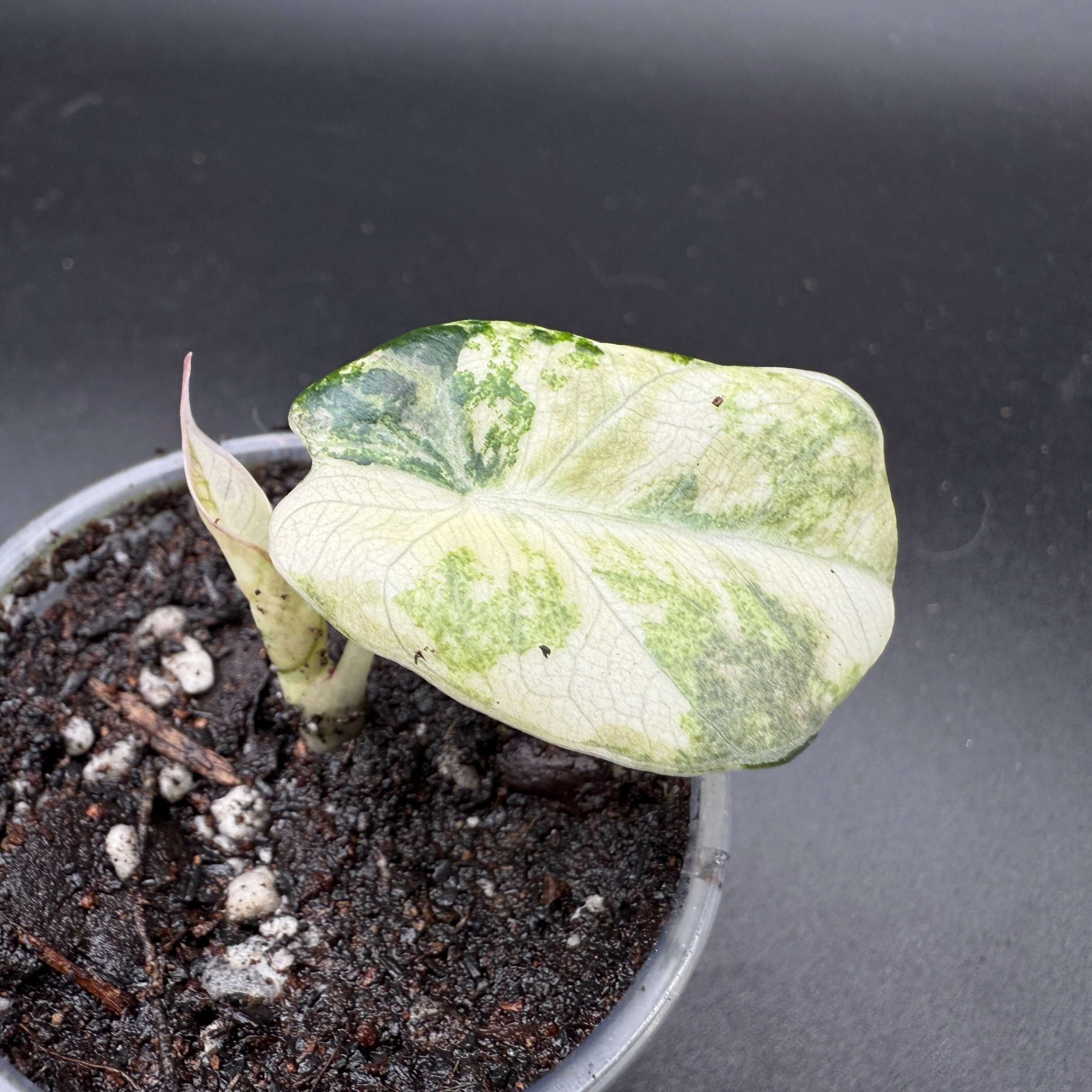 Alocasia plant with variegated white and green leaves in a small pot on dark background