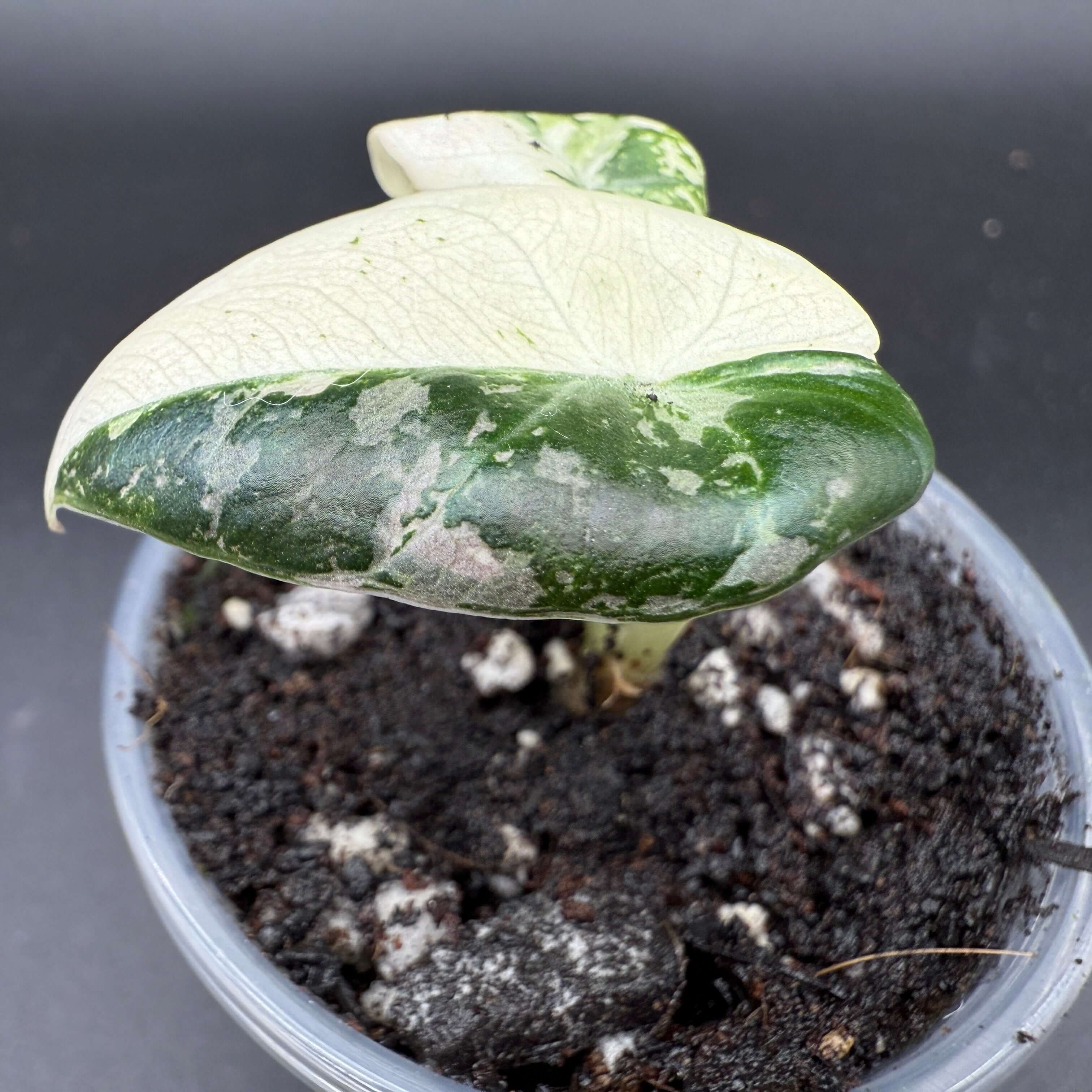 Alocasia reginula ‘Black Velvet’ Pink Variegated plant in a pot with dark soil, showing variegated leaves with pink marbling.