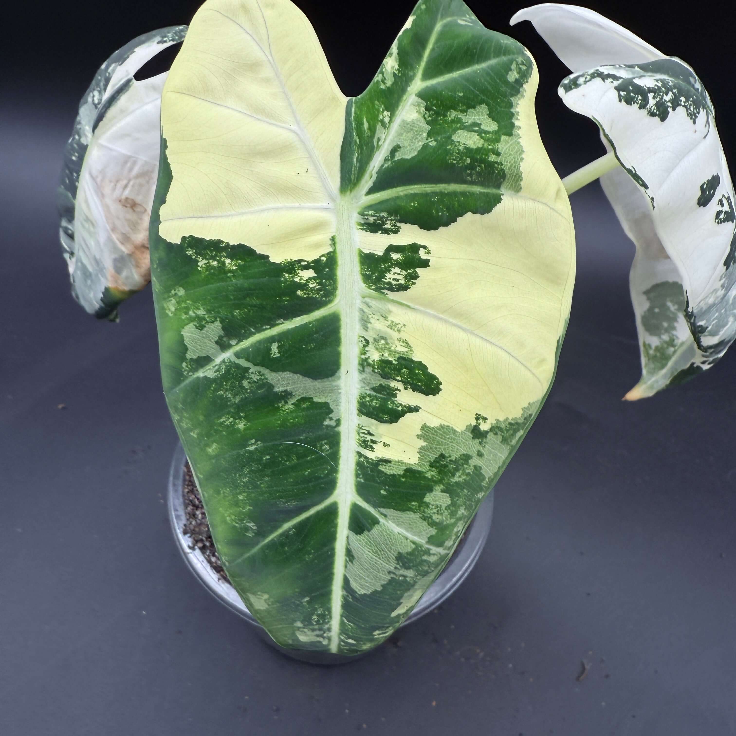 Alocasia 'Frydek Variegated' plant with striking variegated leaves displaying lush green and creamy patterns in a pot.