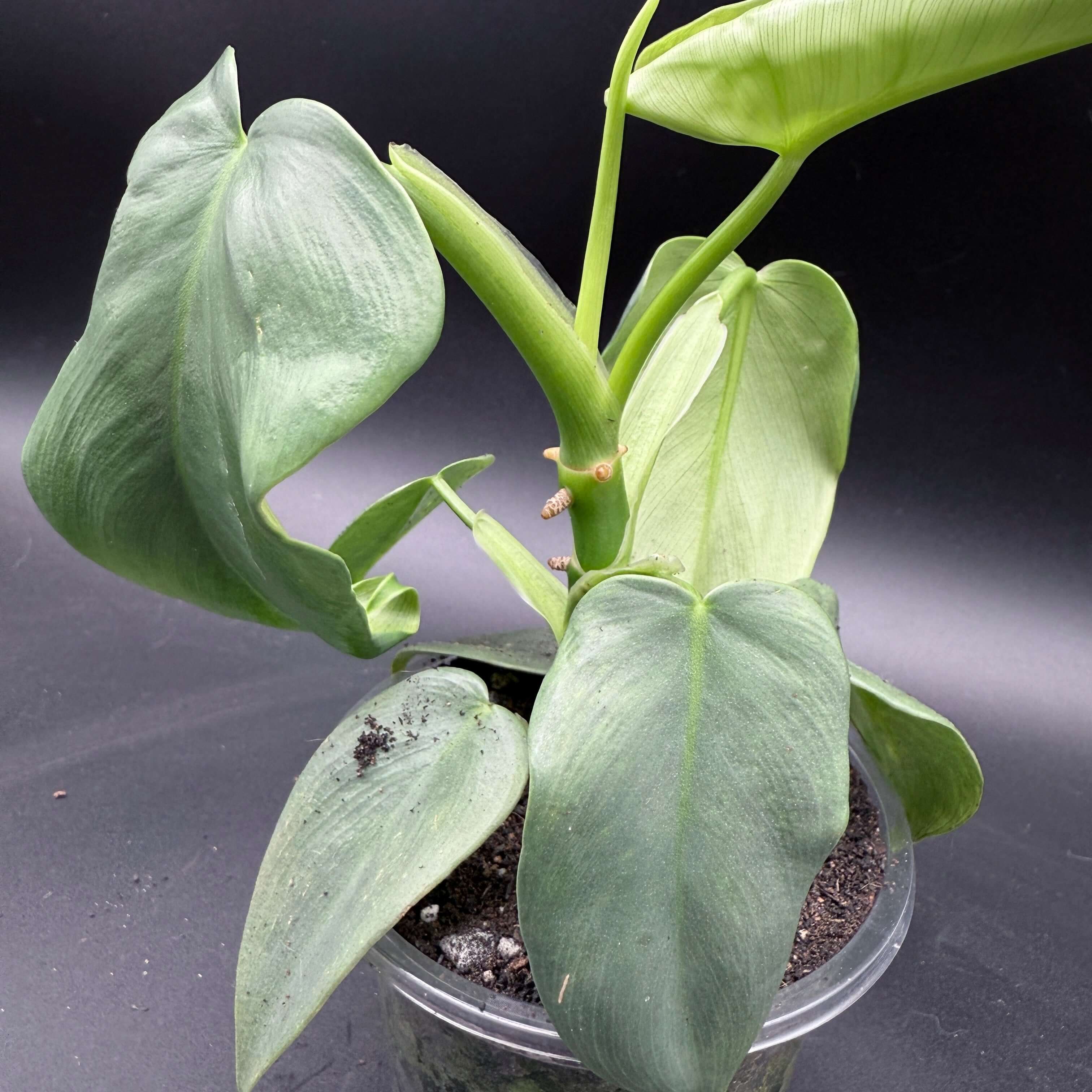 Philodendron bipennifolium 'Violin' plant with unique violin-shaped leaves in a pot, showcasing glossy green foliage and climbing habit.