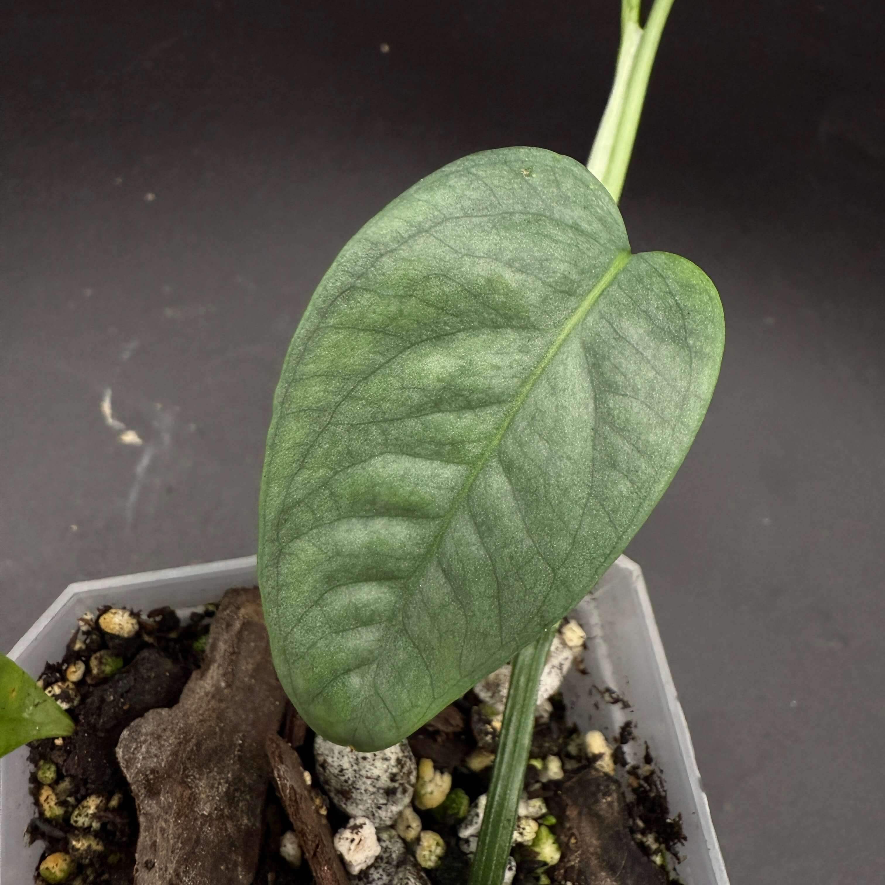 Epipremnum 'Cebu Blue' plant with silvery-blue variegated leaves in a pot, ideal for indoor decor and gardening enthusiasts.