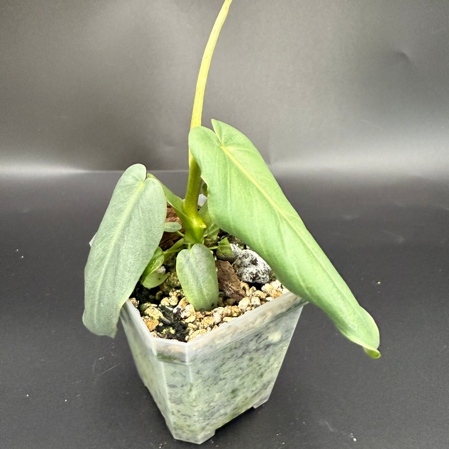 Philodendron Maximum