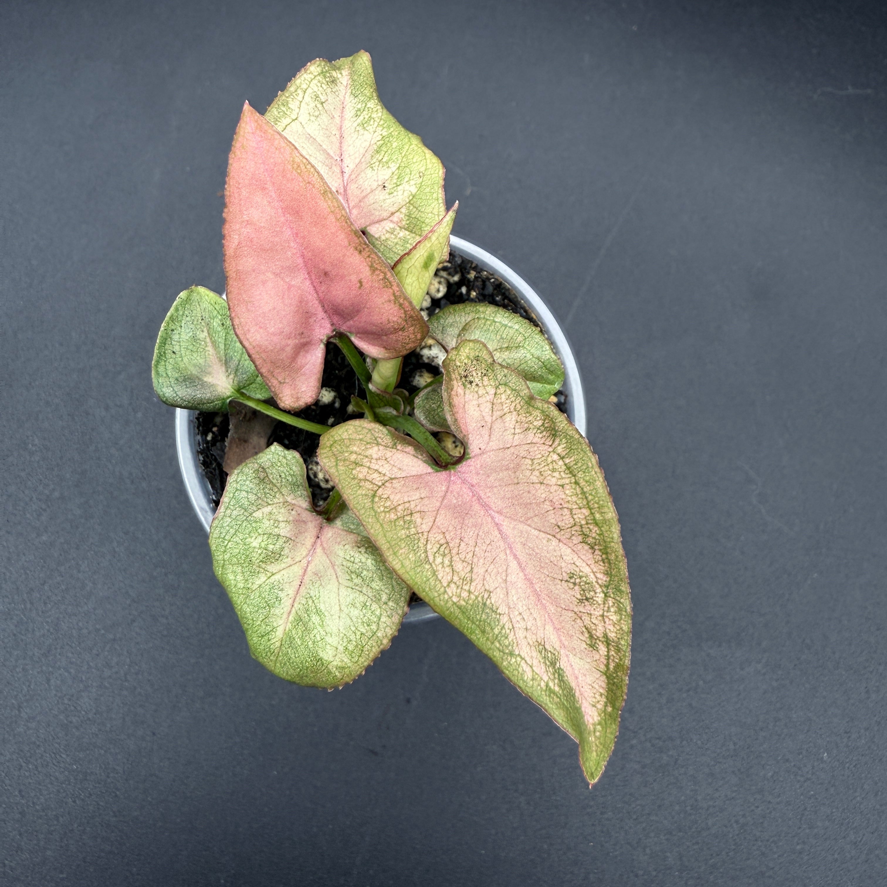 Syngonium podophyllum 'Red Spot Tricolor' plant with variegated green, cream, and blush-pink arrow-shaped leaves in a pot.