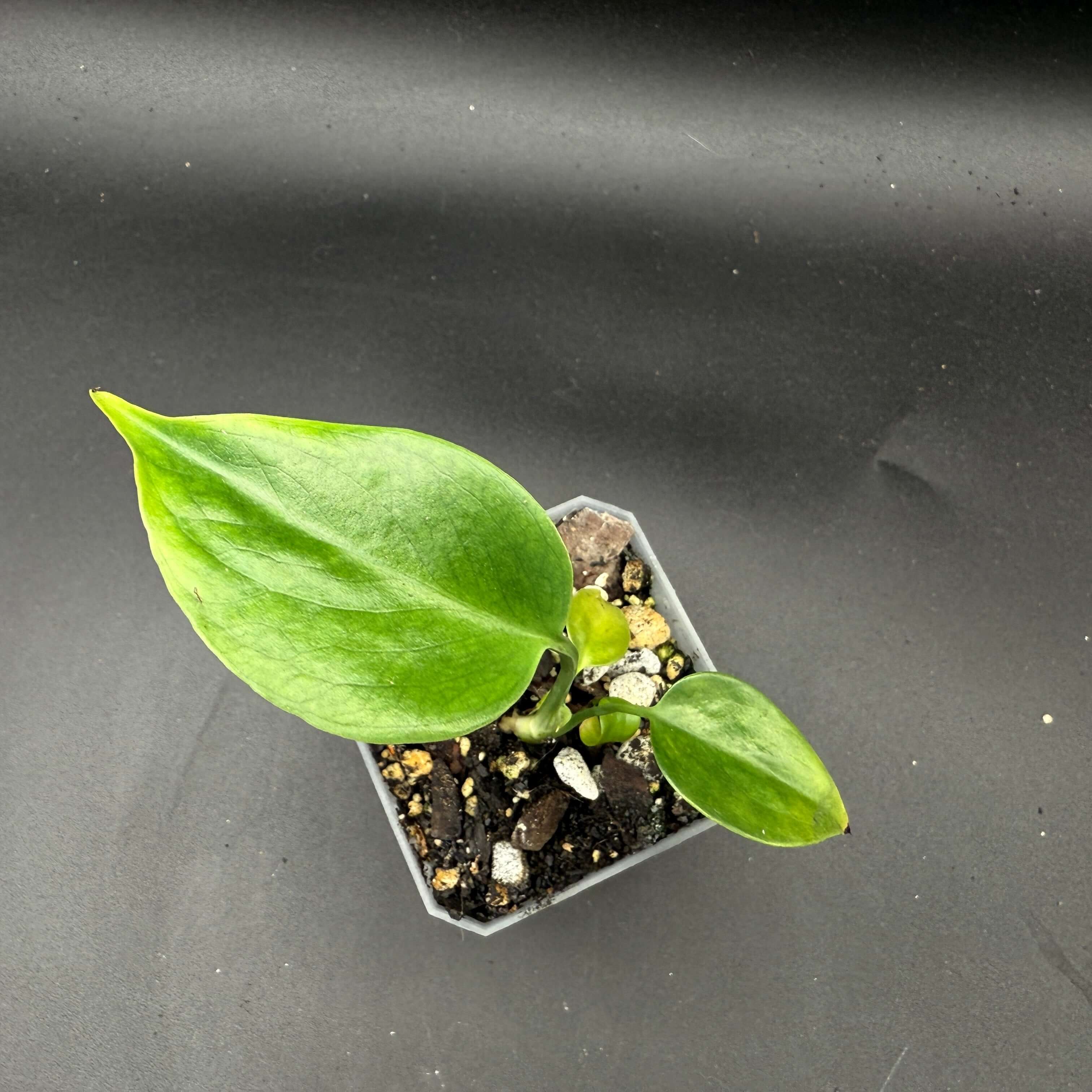 Monstera deliciosa var. sierrana in a small pot, showcasing its lush green fenestrated leaves on a dark background.