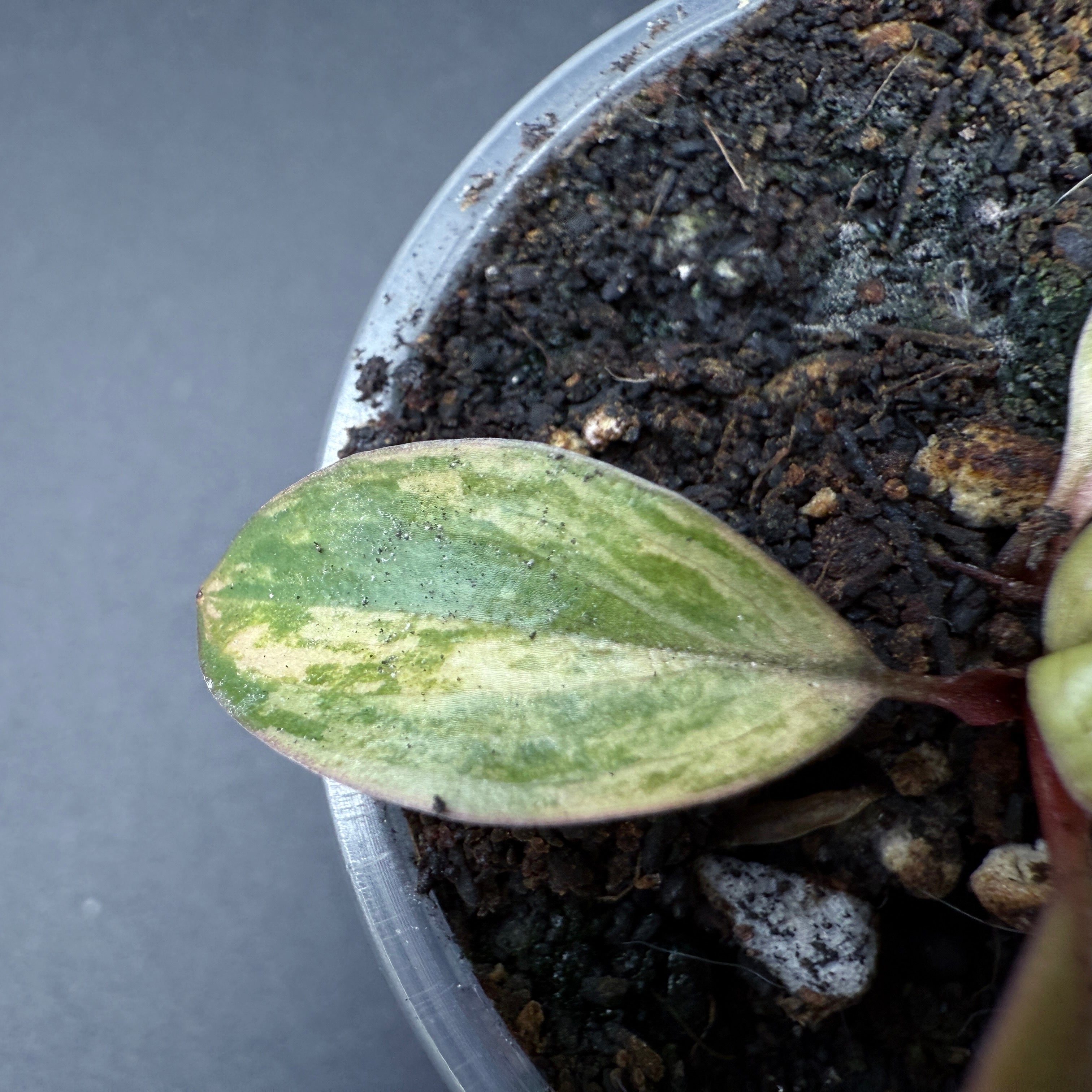 Variegated Philodendron 'Red Congo' leaf with green, burgundy, and creamy white colors in a pot with soil.