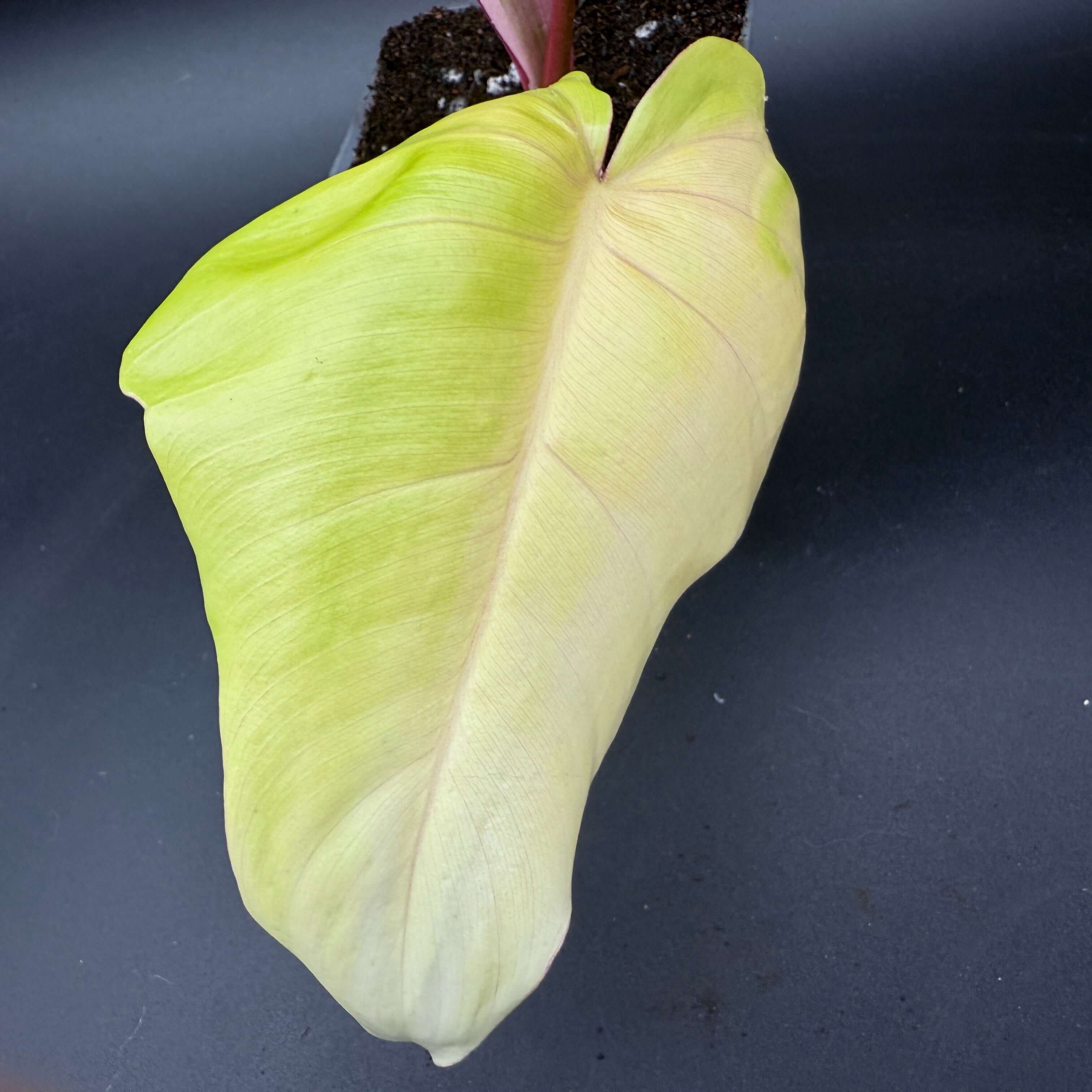 Philodendron Florida Beauty x Mayoi leaf with green and white variegation, showcasing heart-shaped pattern and vibrant textures.