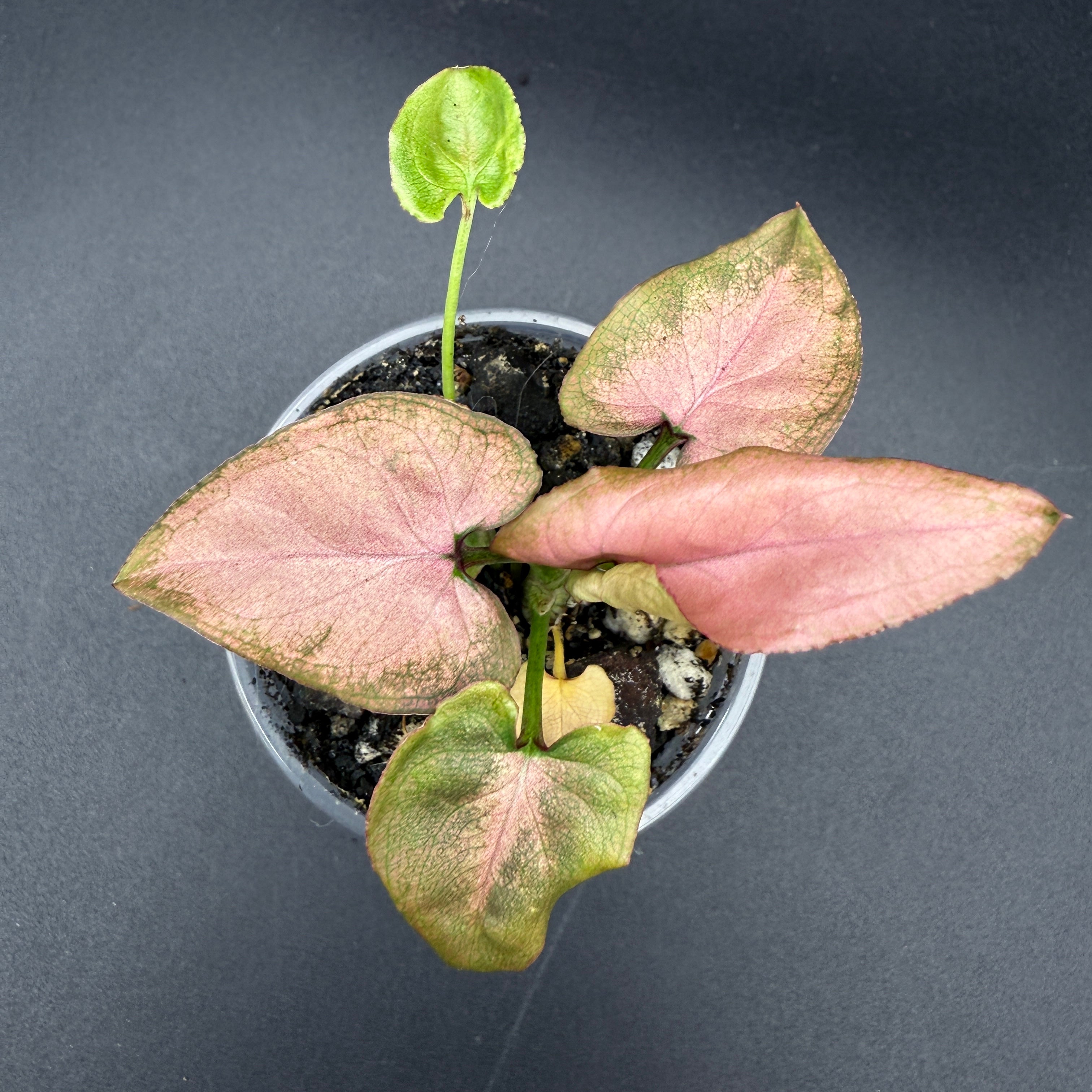 Syngonium podophyllum ‘Red Spot Tricolor’ Variegated plant with pink and green arrow-shaped leaves in a pot.