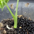 Close-up of Alocasia 'Frydek Variegated' stem in pot with soil and pebbles.