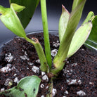 Close-up of Philodendron longilobatum 'Lelano Miyano' Variegated with new leaves emerging from the soil.