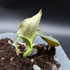 Young Philodendron melanochrysum plant with velvety deep green leaves, showcasing texture and elegance in a planter with soil.