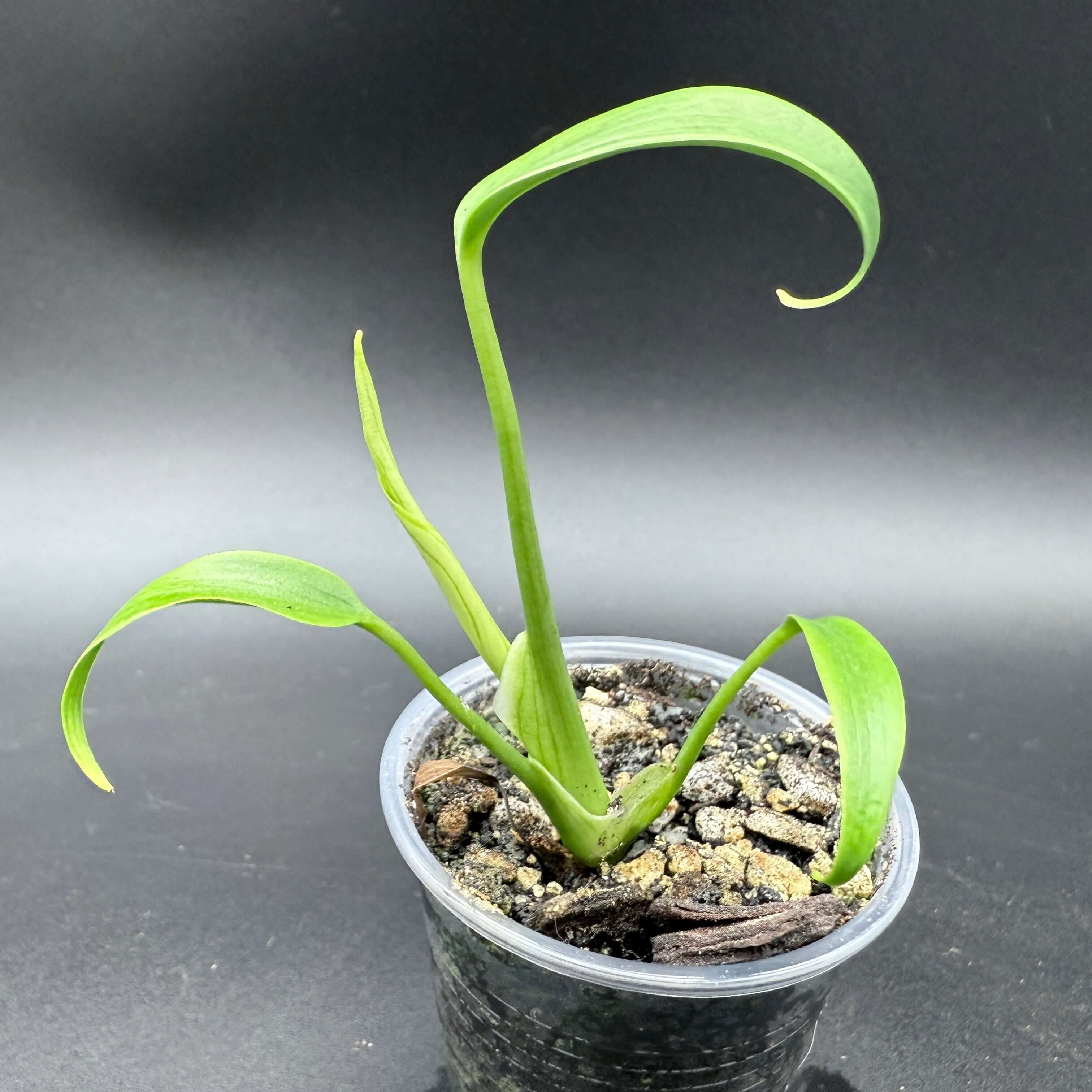 Monstera 'Burle Marx Flame' seedling with curled fenestrated leaves in a pot, showcasing its unique tropical foliage.