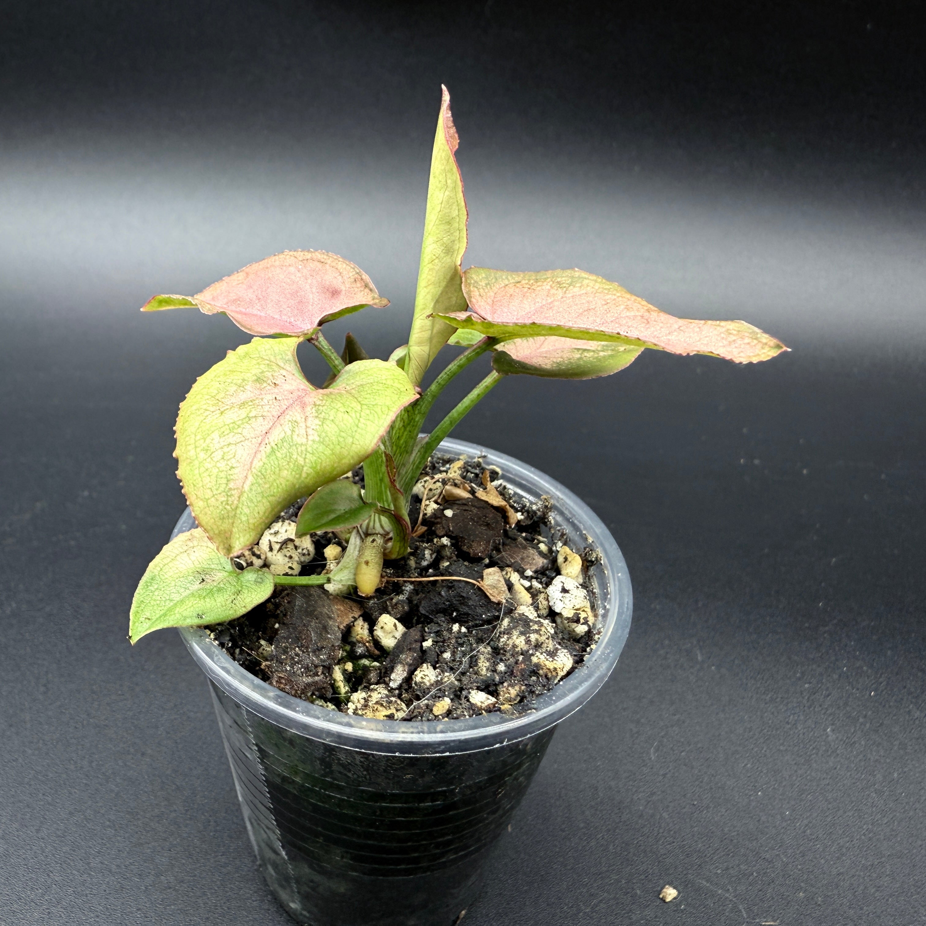 Syngonium podophyllum ‘Red Spot Tricolor’ with variegated pink and green leaves in a black pot.