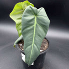 Philodendron maximum with large, paddle-shaped leaves in a pot, showcasing glossy deep green foliage.
