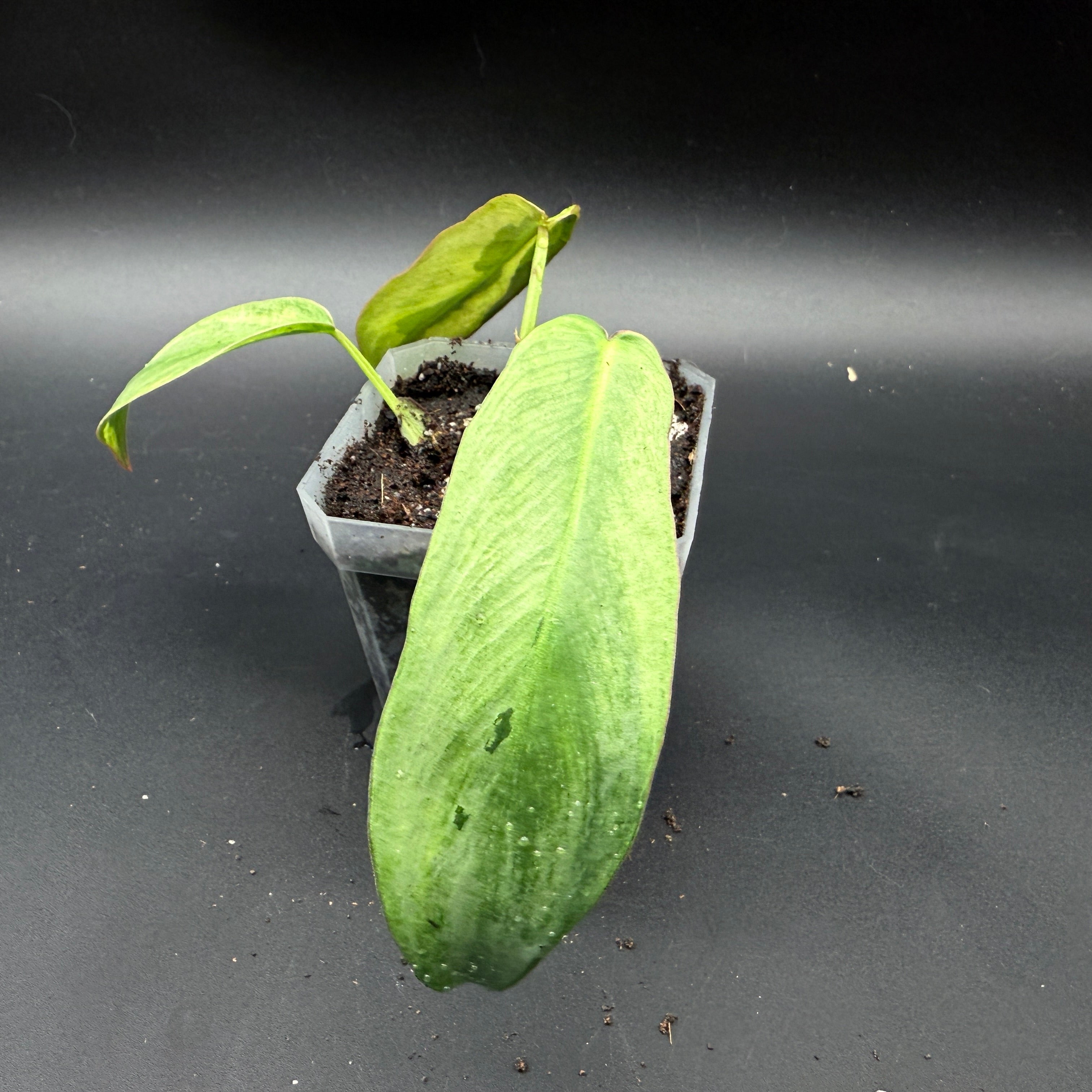 Philodendron longilobatum 'Lelano Miyano' Variegated in pot with elongated variegated leaves, ideal for rare plant collections.