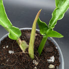 Philodendron Tortum with closed leaf in recovery, showcasing twisted stems and lush foliage against a dark soil backdrop.