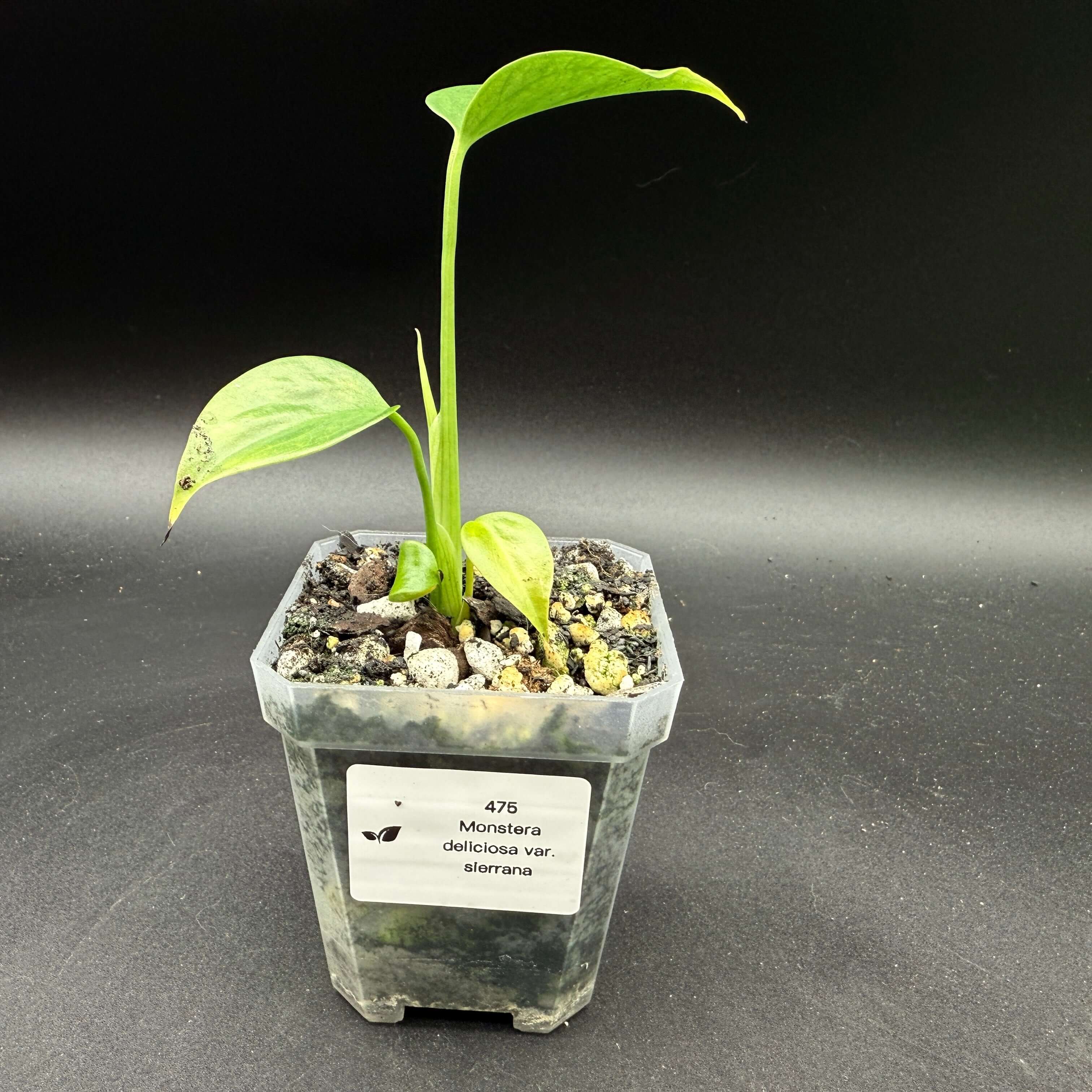 Young Monstera deliciosa var. sierrana plant with fenestrated leaves in a pot, perfect for adding a tropical touch to indoor spaces.